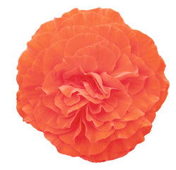Begonia Nonstop Orange PLT