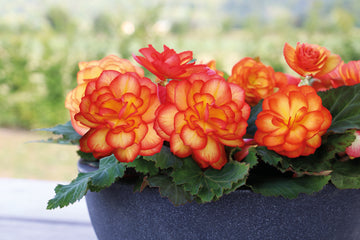 Begonia Nonstop Fire PLT