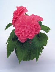 Begonia Nonstop Pink PLT