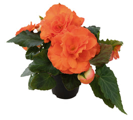 Begonia Nonstop Sunset PLT