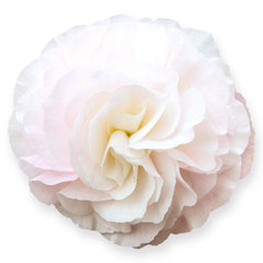 Begonia Nonstop Appleblossom PLT