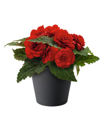 Begonia Nonstop Red PLT