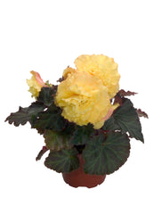 Begonia Nonstop Yellow w/Red Back PLT