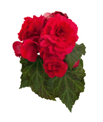 Begonia Nonstop Deep Rose PLT
