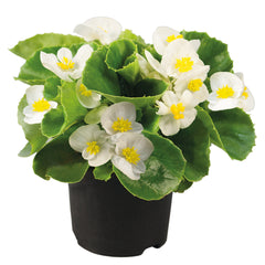 Begonia Super Olympia White PLT