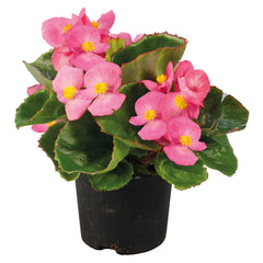 Begonia Super Olympia Rose PLT