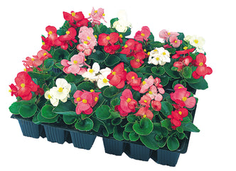 Begonia Super Olympia Mix PLT