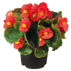 Begonia Super Olympia Red PLT