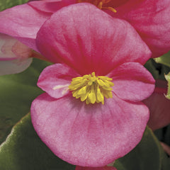 Begonia Bada Bing Rose PLT