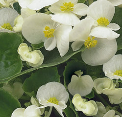 Begonia Ambassador White PLT
