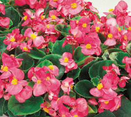 Begonia Ambassador Pink PLT