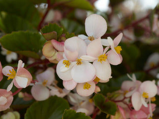 Begonia Hula Blush PLT