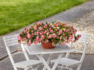 Begonia Hula Pink PLT