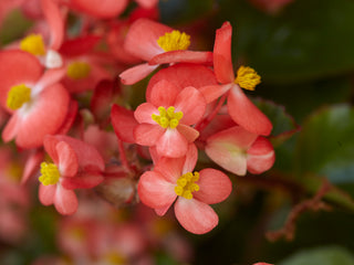 Begonia Hula Red White Bicolor PLT