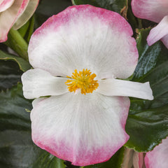 Begonia Tophat Rose Bicolor PLT