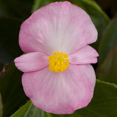 Begonia Tophat Pink PLT
