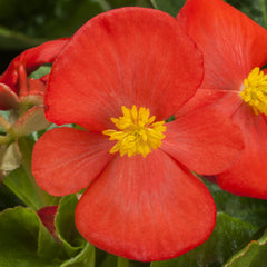 Begonia Tophat Scarlet PLT