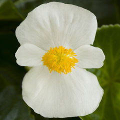 Begonia Tophat White PLT