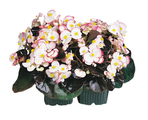 Begonia Cocktail Rum PLT