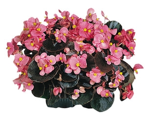 Begonia Cocktail Gin PLT