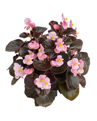 Begonia Cocktail Brandy PLT