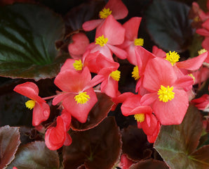 Begonia Cocktail Vodka PLT
