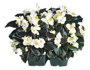 Begonia Cocktail Whiskey PLT