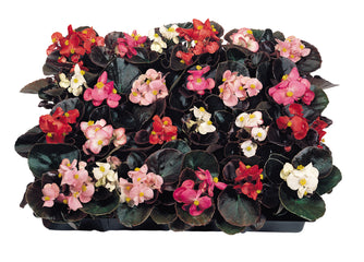 Begonia Cocktail Mix PLT