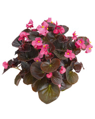 Begonia Cocktail Tequila PLT