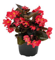 Begonia BIG Red w/Bronze leaf PLT
