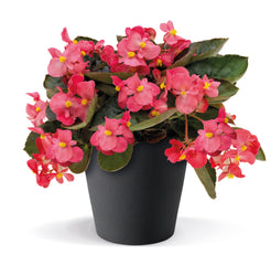 Begonia BIG Rose w/Bronze leaf Plt.