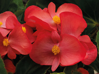 Begonia BIG Rose w/Green leaf PLT.