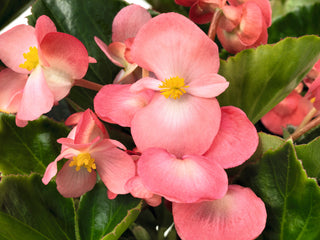 Begonia BIG Pink w/Green leaf PLT