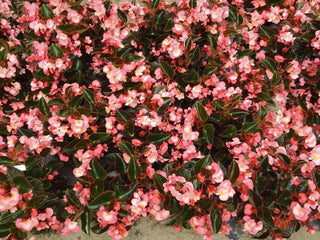 Begonia BIG Pink w/Bronze Leaf PLT