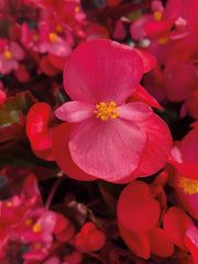 Begonia BIG Deep Rose Bronze Leaf PLT