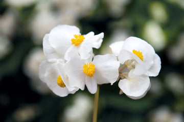 Begonia BIG White w/Green Leaf PLT