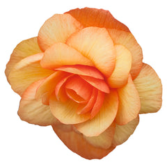 Begonia Illumination Apricot shades PLT