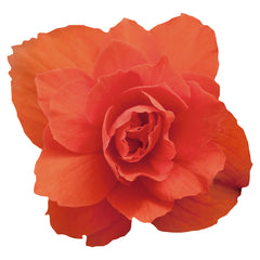 Begonia Illumination Orange PLT
