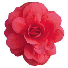 Begonia Illumination Rose PLT