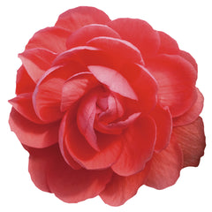 Begonia Illumination Salmon Pink PLT