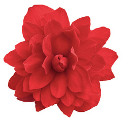 Begonia Illumination Scarlet PLT
