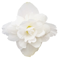 Begonia Illumination White PLT