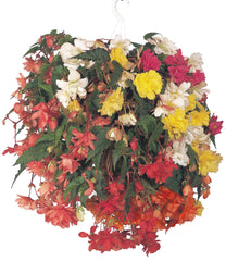 Begonia Illumination Mix PLT