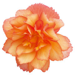 Begonia Illumination Golden Picotee PLT