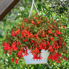 Begonia Bossa Nova Orange PLT