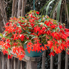 Begonia Bossa Nova Red PLT
