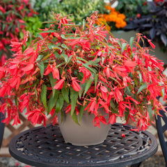 Begonia Bossa Nova Rose PLT