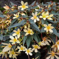 Begonia Bossa Nova Yellow PLT