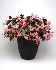 Begonia Megawatt Pink Bronze Leaf