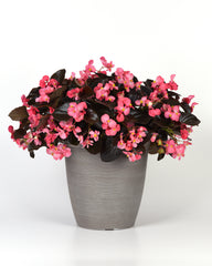 Begonia Megawatt Rose Bronze Leaf PLT